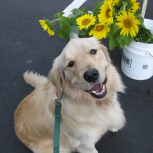 Happy golden retriever.